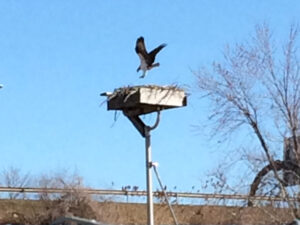 Osprey Have Flown South for the Winter