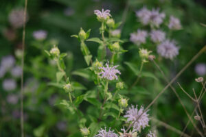 Monarda (commonly known as Bee Balm)