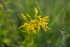 Solidago (commonly known as goldenrods)