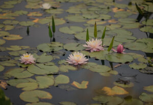 Water Lily