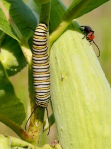 Monarch butterfly chrysalis and a Red Milkweed Beetle on a milkweed seed pod (Photo courtesy of Ross Lanius, Jr.)